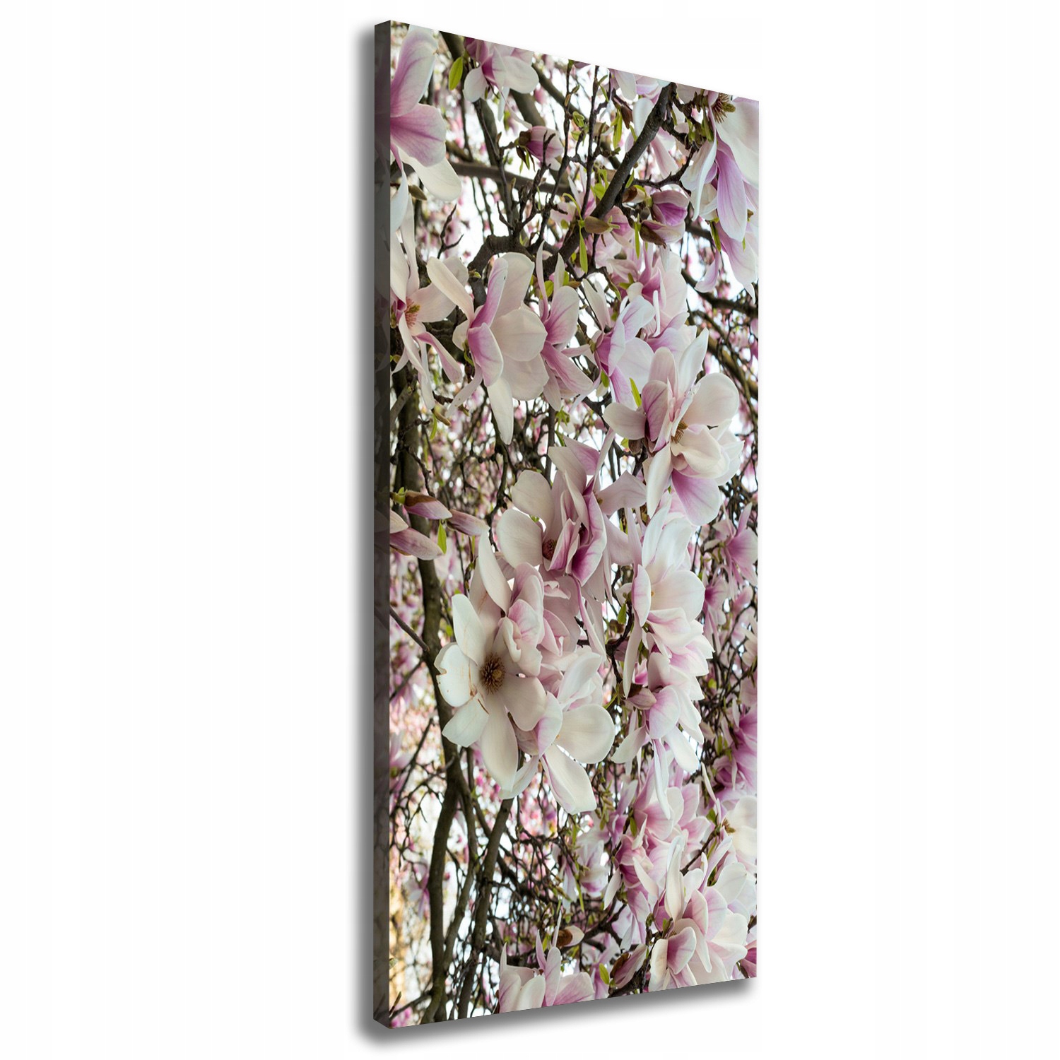 

Foto obraz na płótnie Kwiaty magnolii 50x125 cm