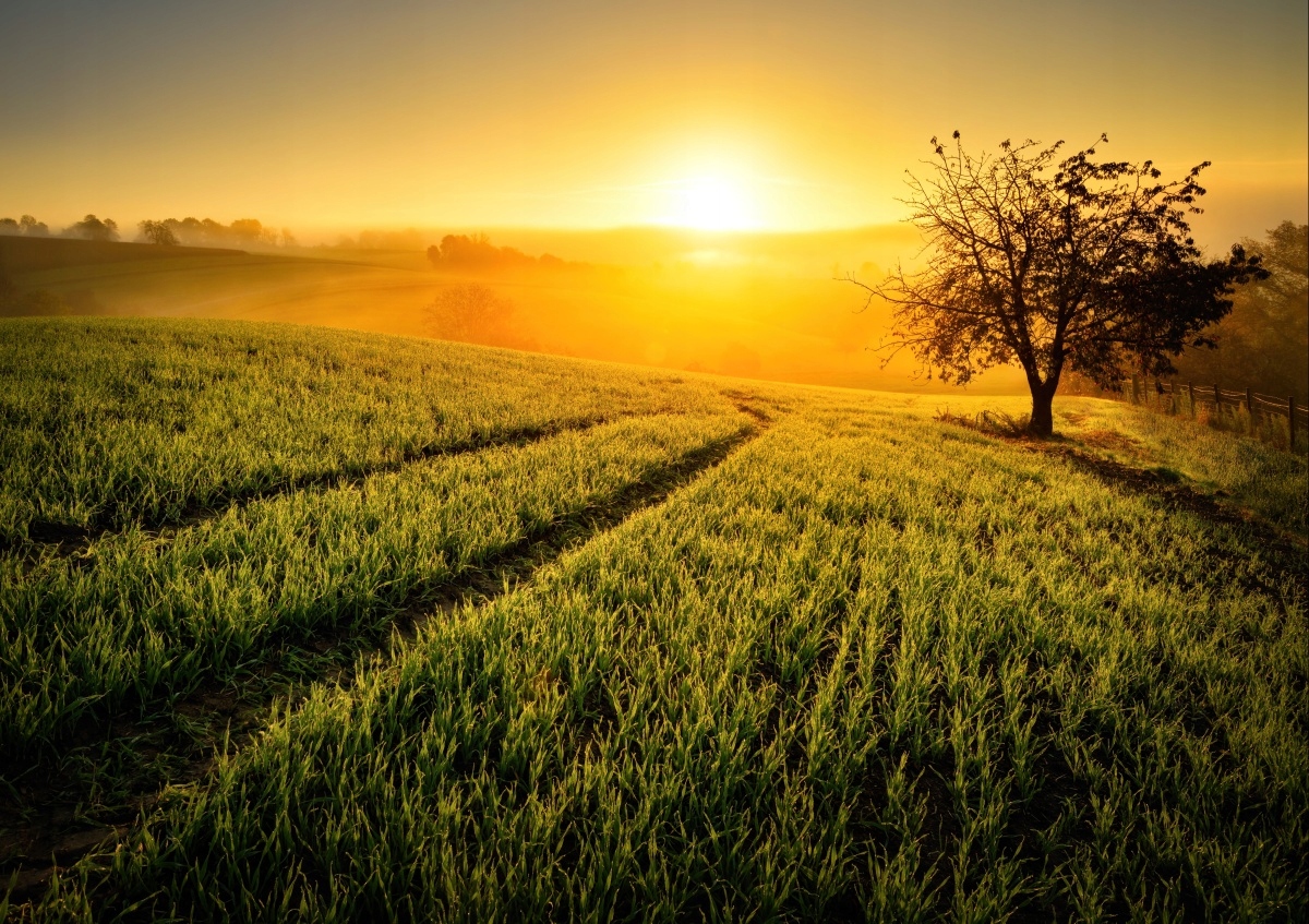 

Fototapeta Flizelinowa Wzgórze Drzewo 312x219