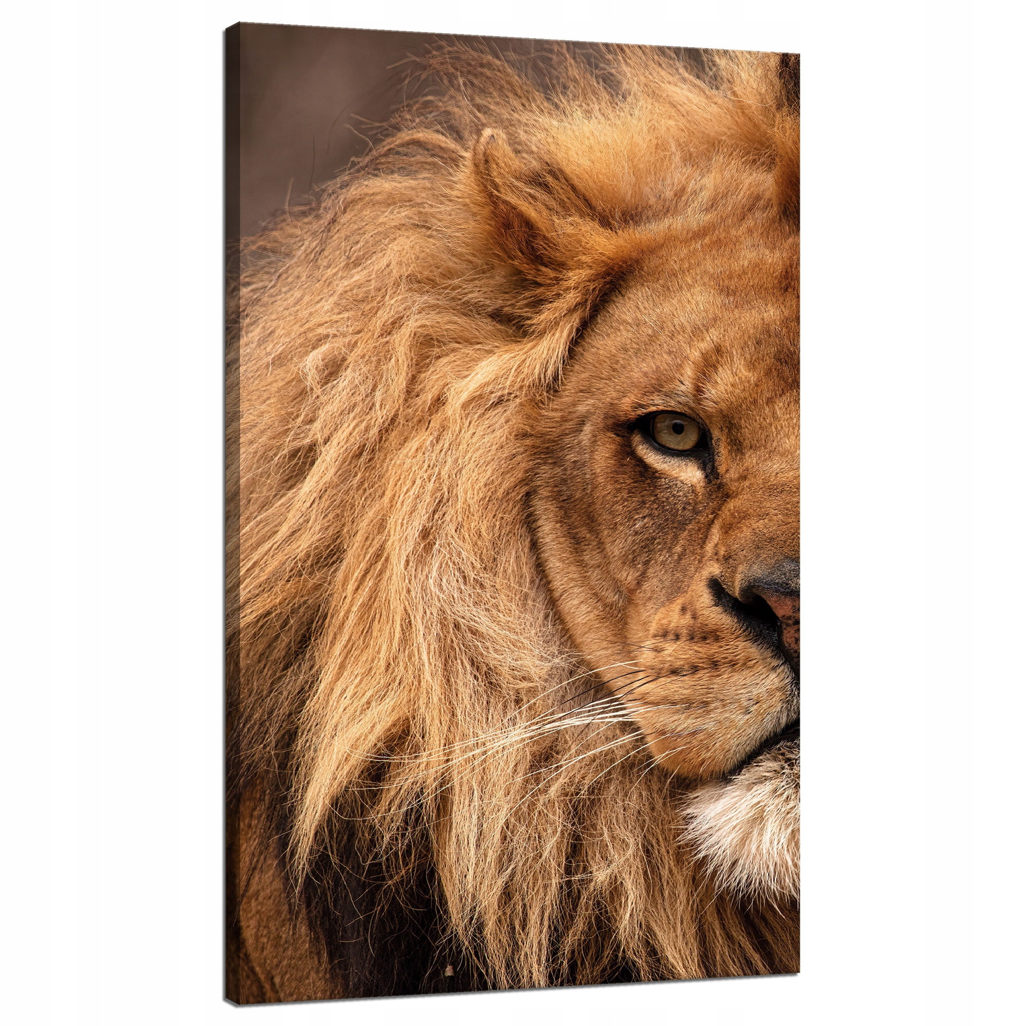 Obraz na plátně Tvář Hřívy a oka Lva Příroda 70x120 cm Ideální jako dárek
