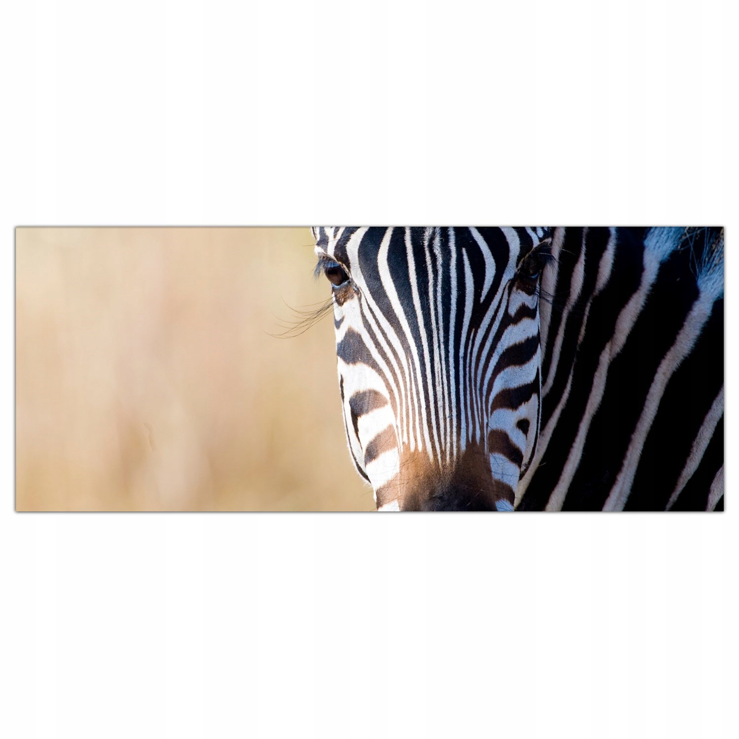Zebra Safari Afrika 125x50 Panely tvrzené sklo