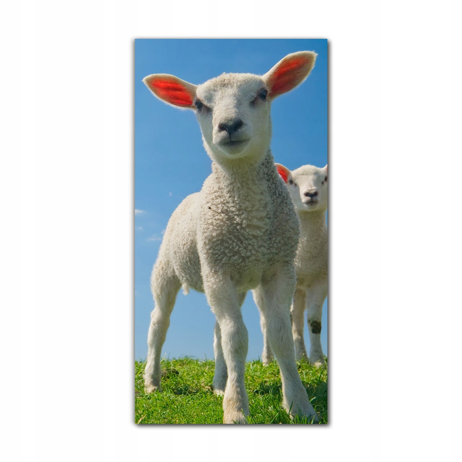 

Obraz szklany do sypialni 60x120 Jagnięta wiosna