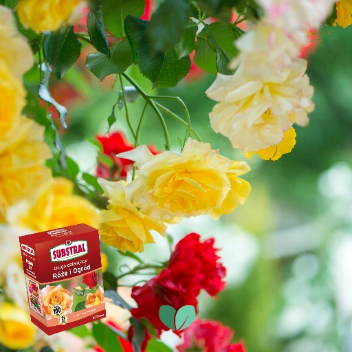 NAWÓZ DO RÓŻ I KWIATÓW 100DNI 1kg SUBSTRAL Forma granulat