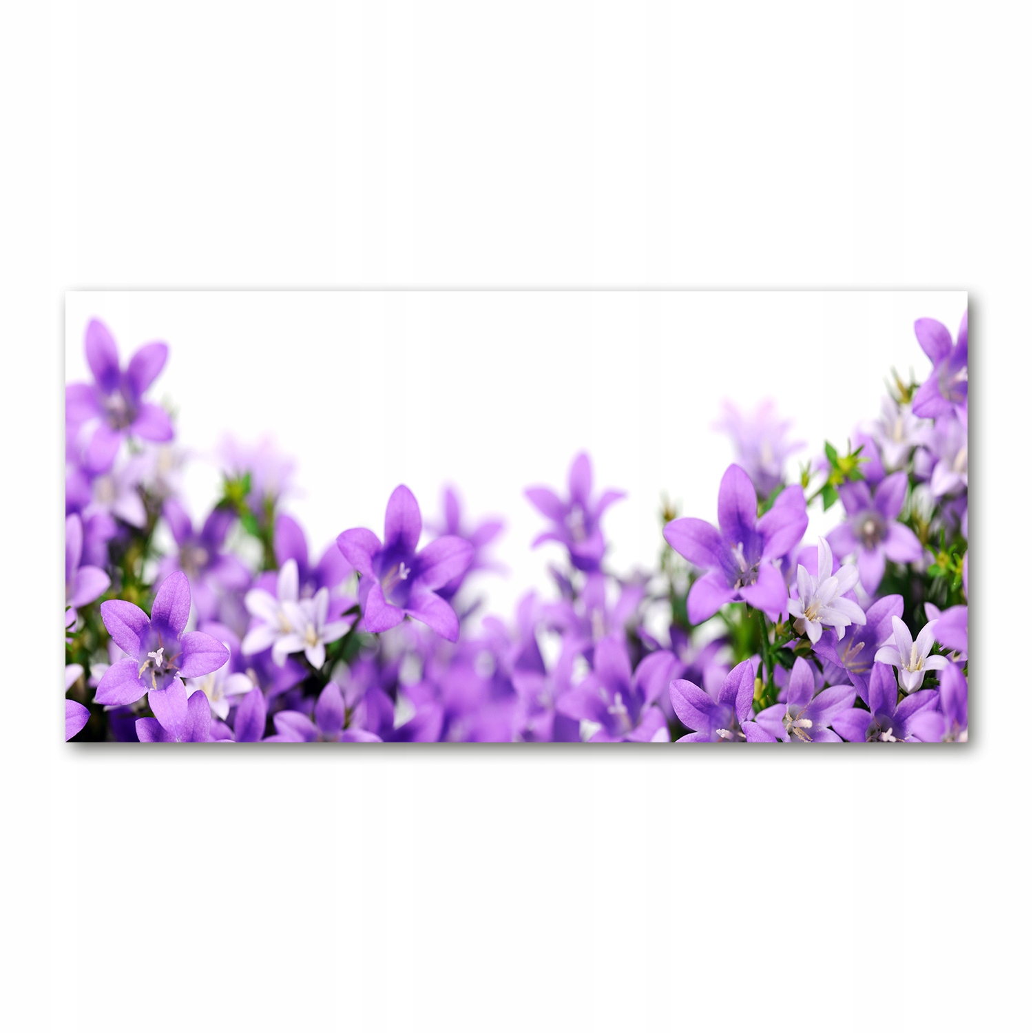 

Foto-obraz akrylowy Fioletowe dzwonki 140x70 cm