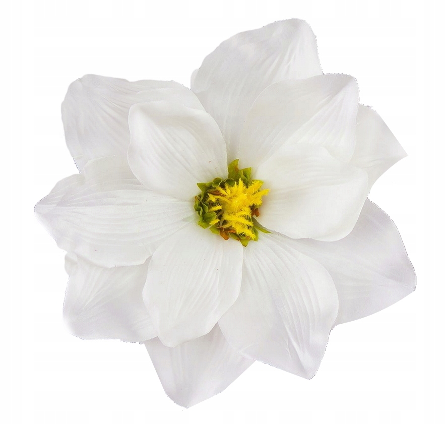 

Magnolia Śmietankowa Duża Główka Wyrobowa 18cm