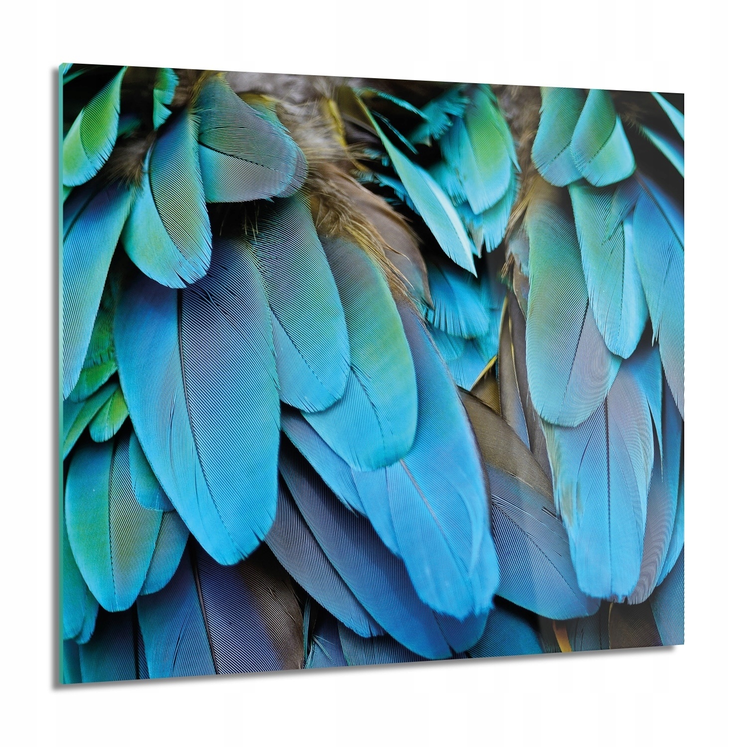 Vták perie papagáj fotoobraz Obraz na skle 60x60