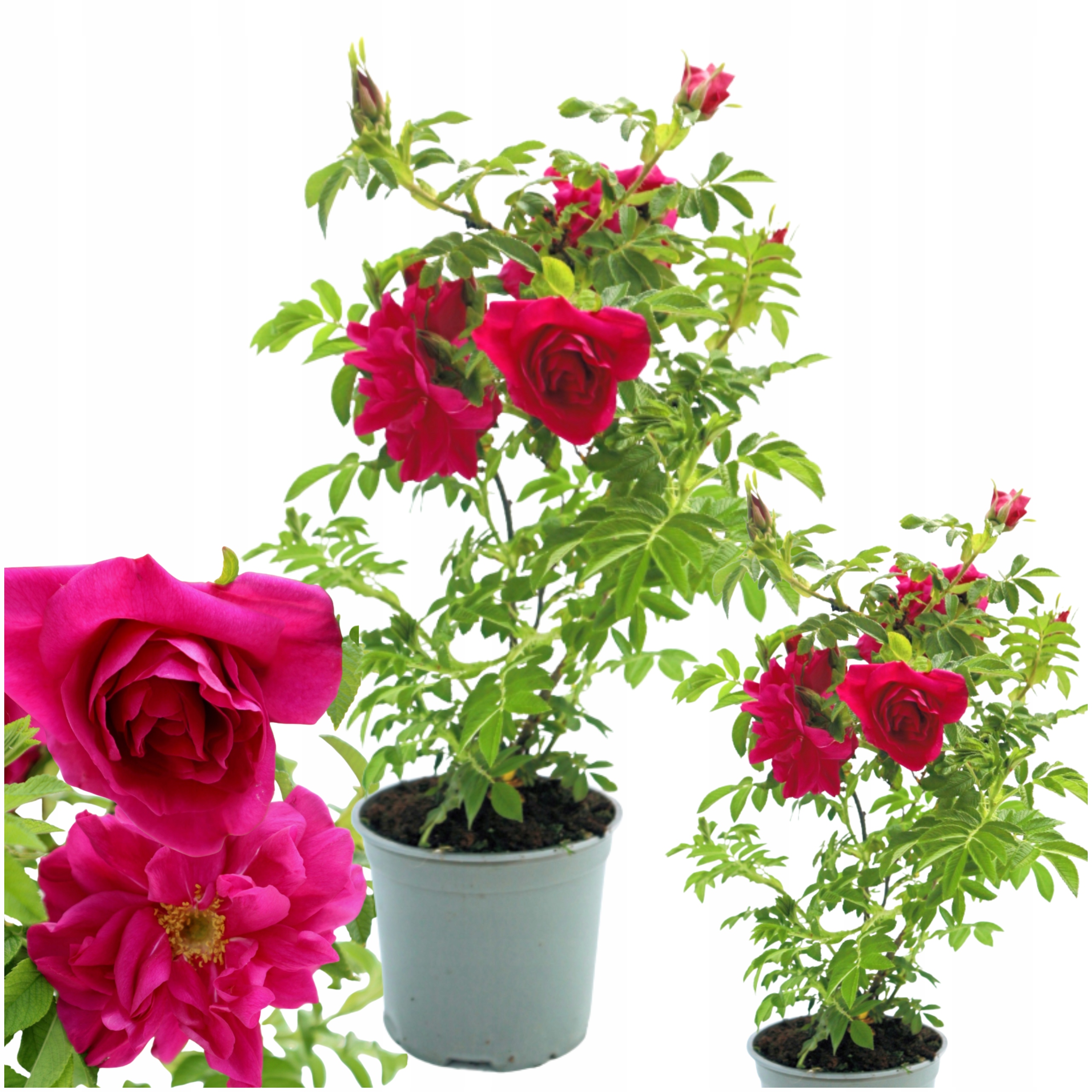 Róża Pomarszczona Admiration Rosa Rugosa Różowo Liliowe Kwiaty Silny Zapach