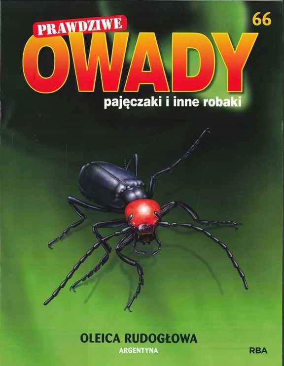 PRAWDZIWE OWADY, PAJĘCZAKI nr 66 - OLEICA RUDOGŁOWA