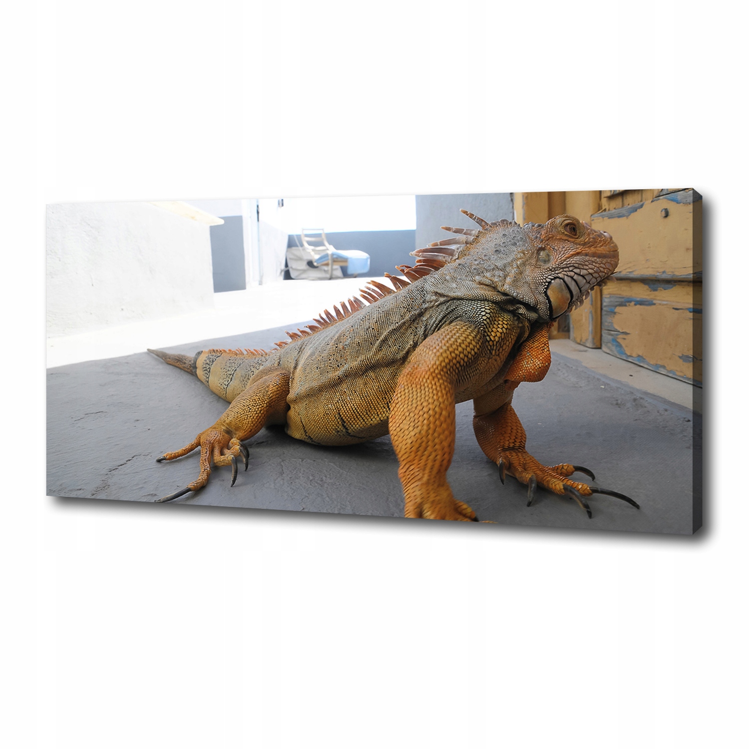 

Foto obraz duży canvas na ścianę Iguana 125x50 cm
