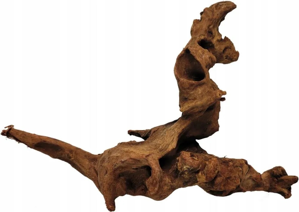 Levně Rotala Old Wood L 25-35 cm