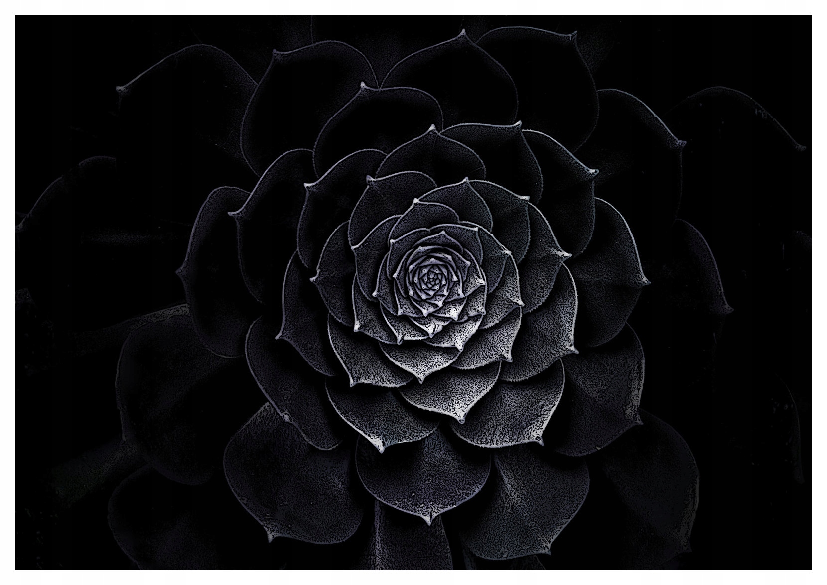 Fototapeta vlies Čierne Sukulenty Minimalizmus a elegancia 520x318 lepidlo