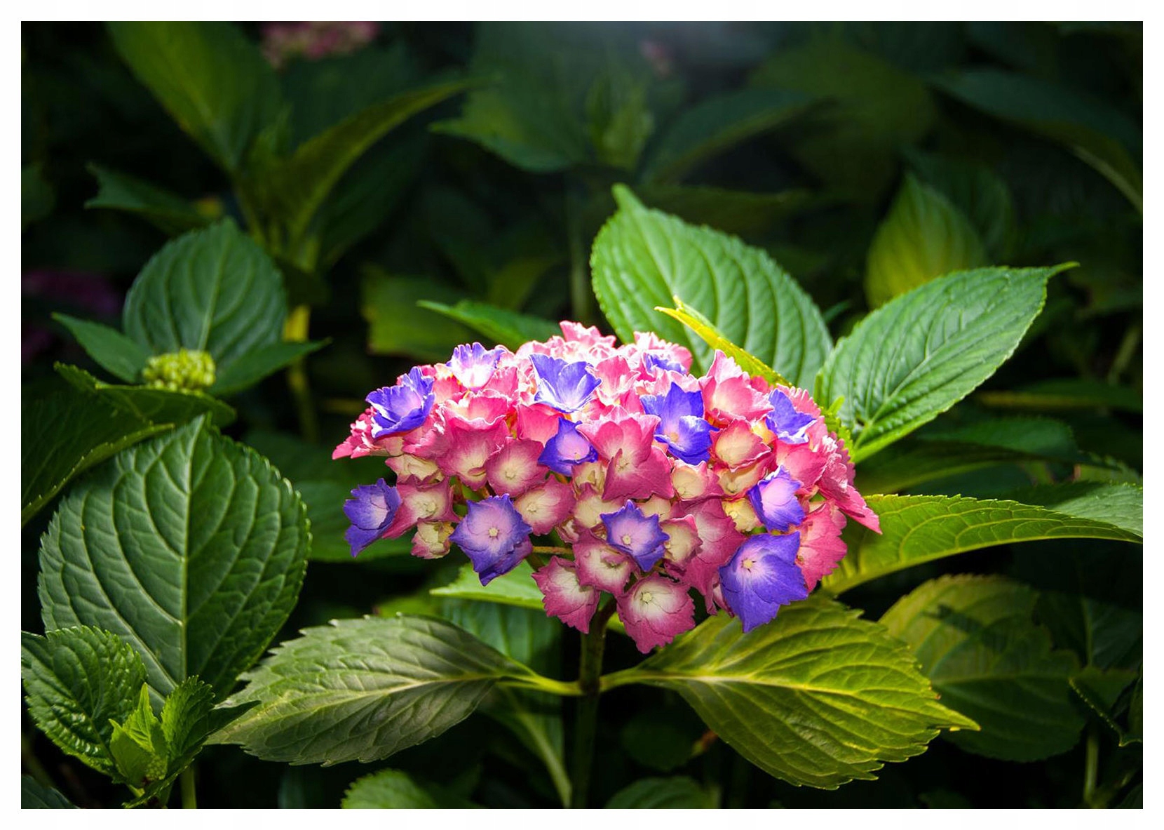 Fototapeta Hortenzie růžovo-fialová elegance květin 300x210 lepidlo