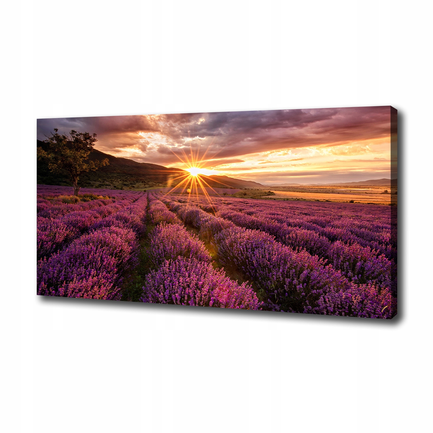 

Duży foto obraz na płótnie Pole lawendy 100x50 cm