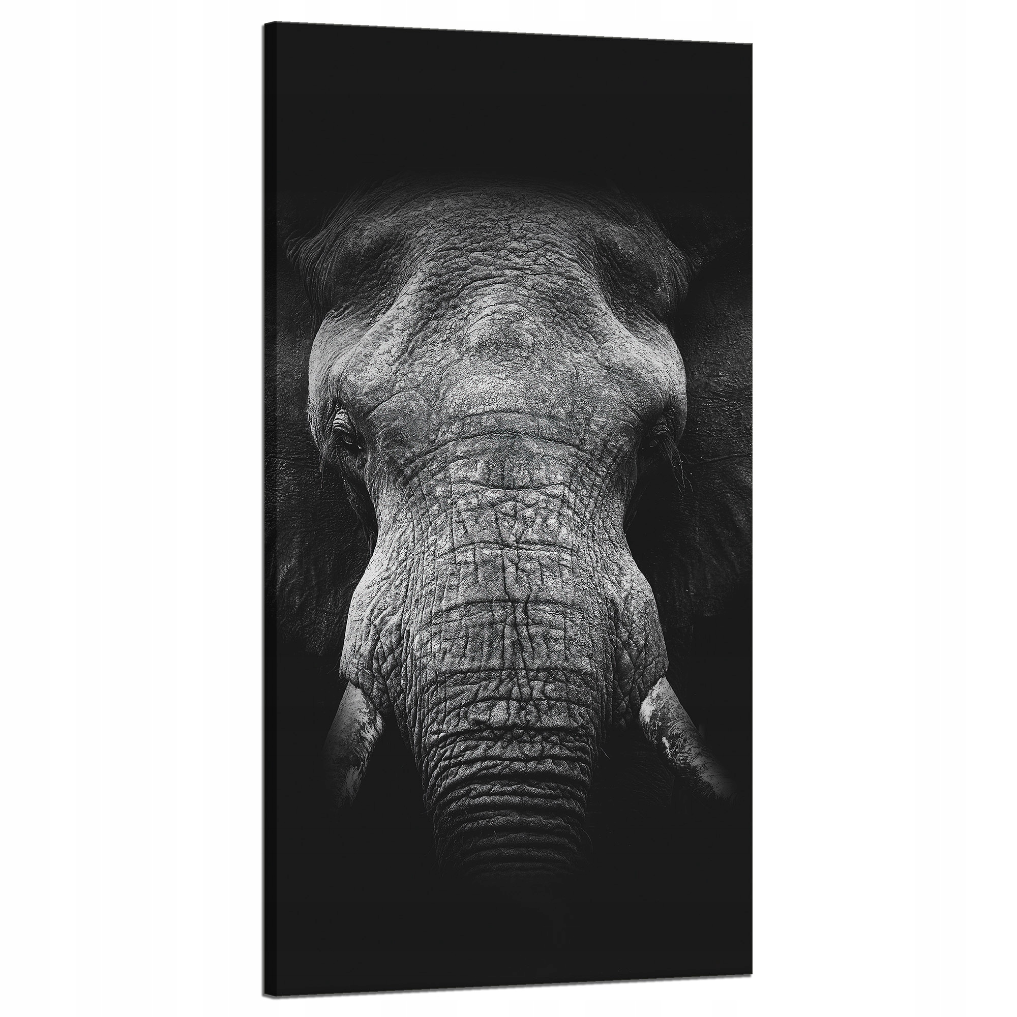 Obraz na plátně Tvář šedého slona Trubka Kly 60x120 cm
