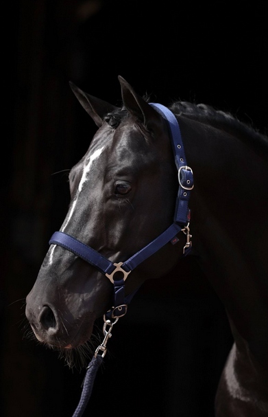 KANTAR DLA KONIA PONY DEXTER NIEBIESKI COVALLIERO