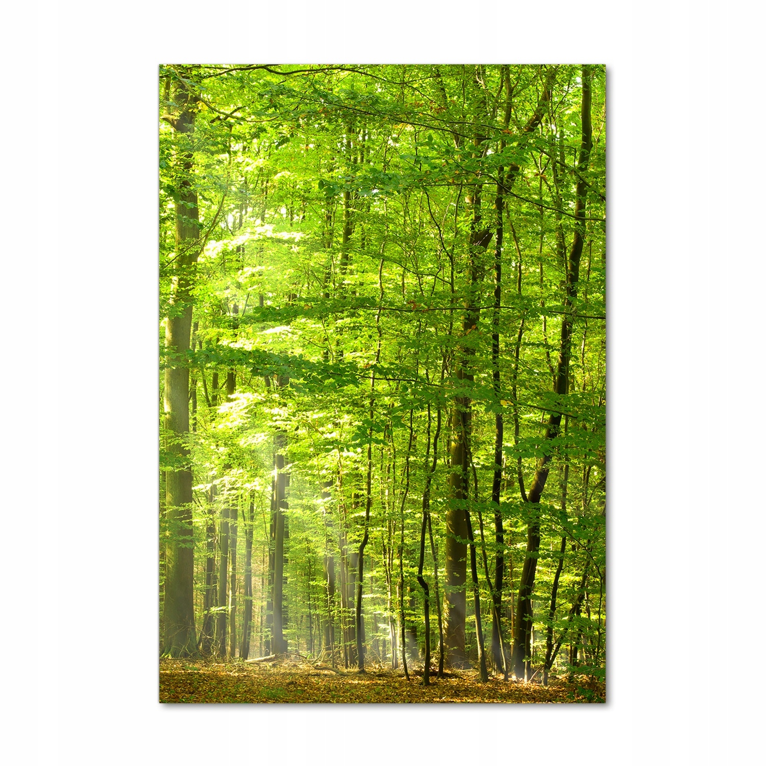 

Foto obraz akrylowy na ścianę Las bukowy 70x100cm