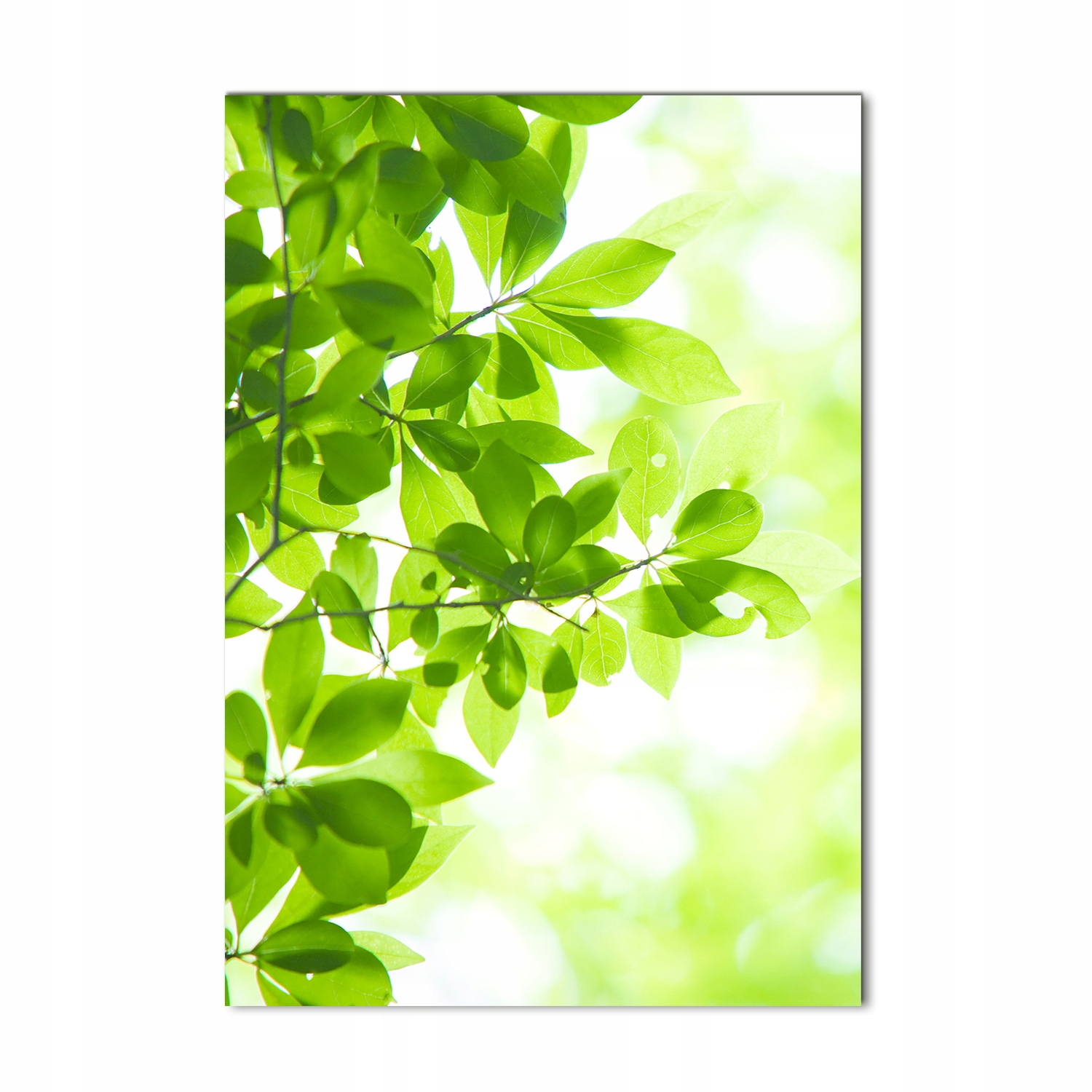 

Foto obraz zdjęcie na szkle Zielone liście 70x100