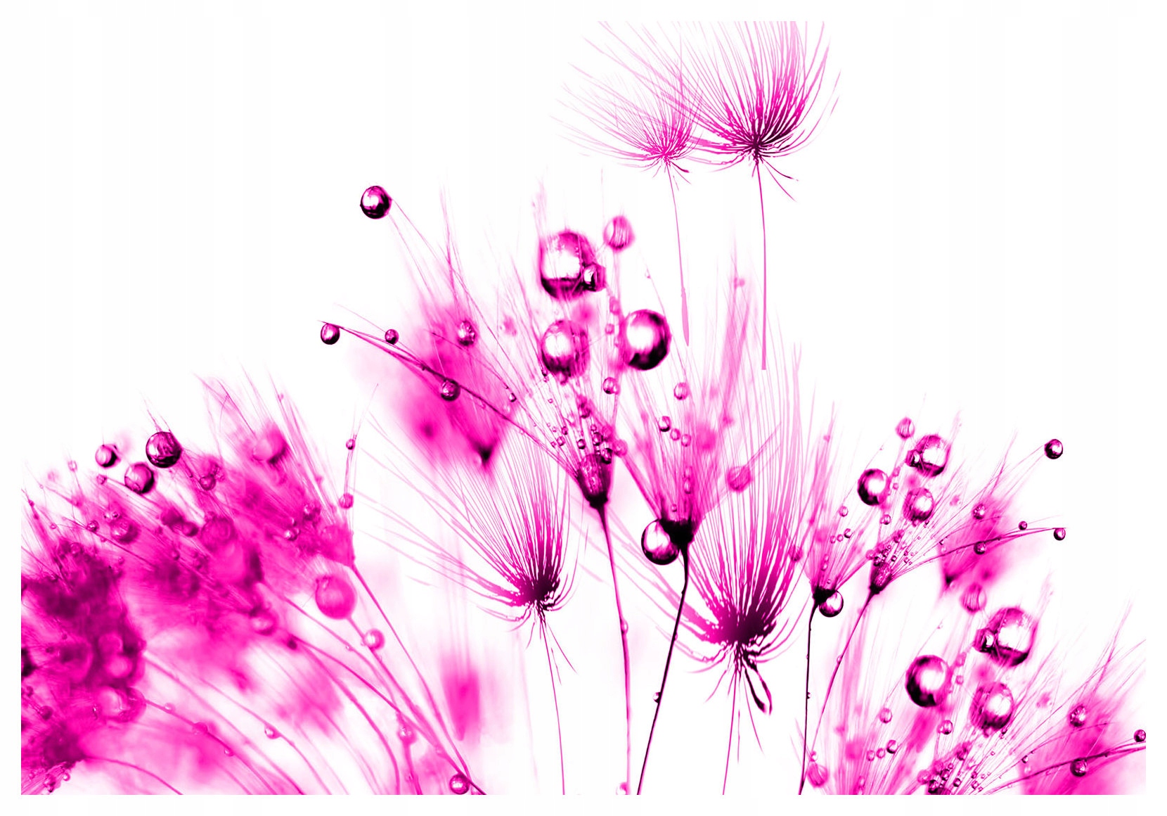 Vliesová fototapeta Růžové pampelišky s rosou na bílém pozadí 200x140 lepidlo