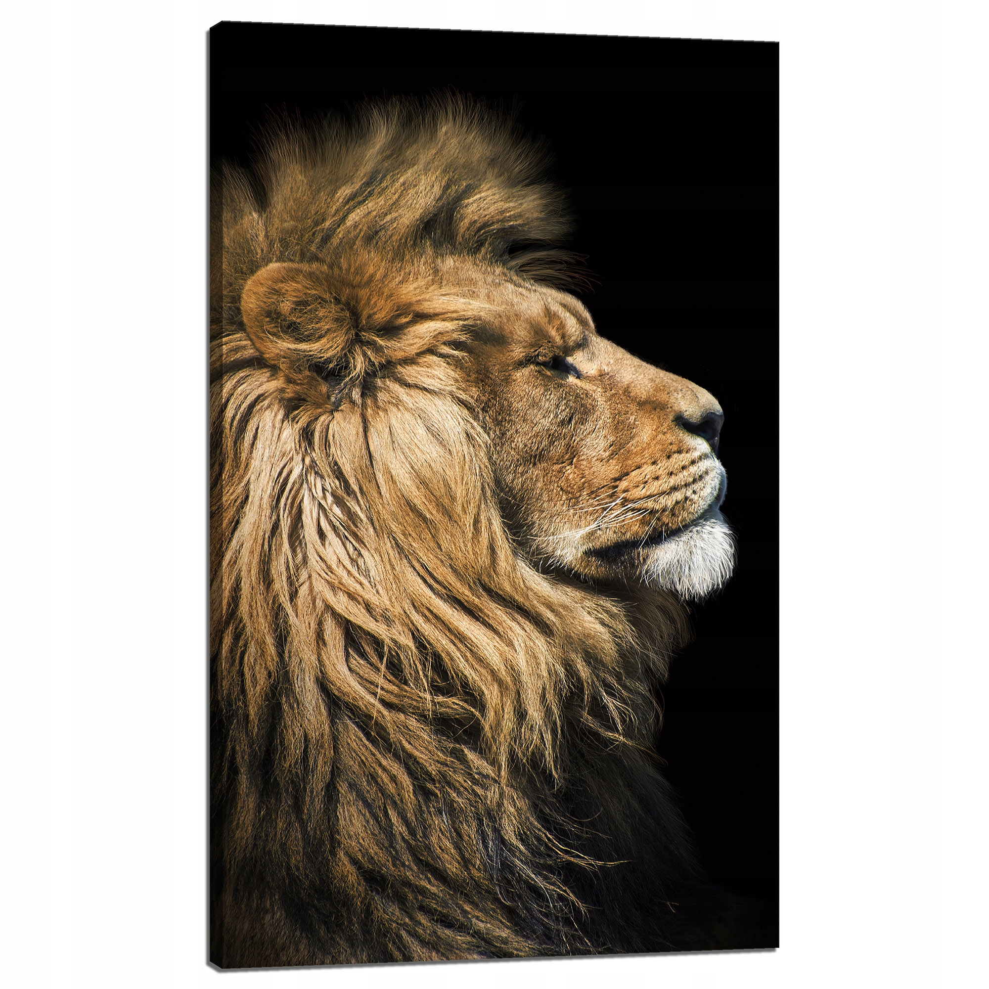 Obraz na plátně Portrét lva bokem Divočina Příroda 60x100 cm