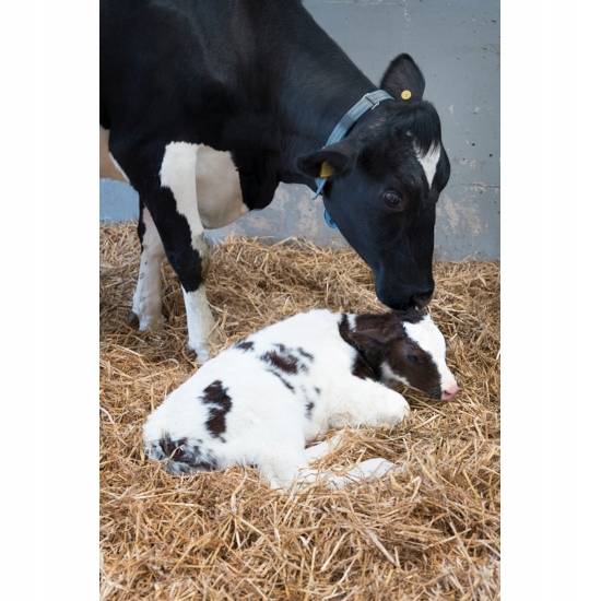 OPIEKUN STADA MLEKO ZASTĘPCZE 3-60 DZIEŃ 20KG Stan opakowania oryginalne