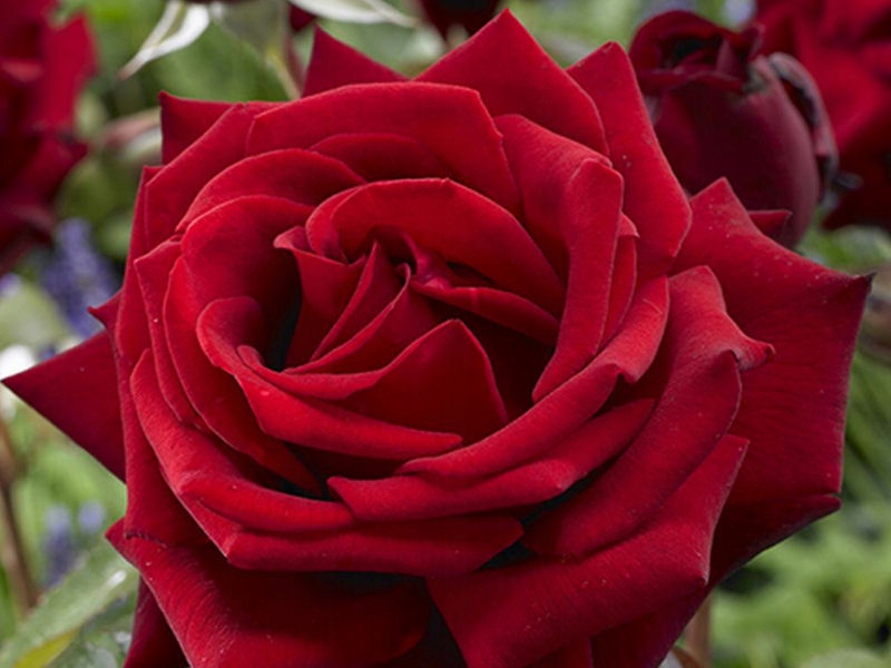 Роза крупноцветковая Rosa 'Mr. Линкольн'