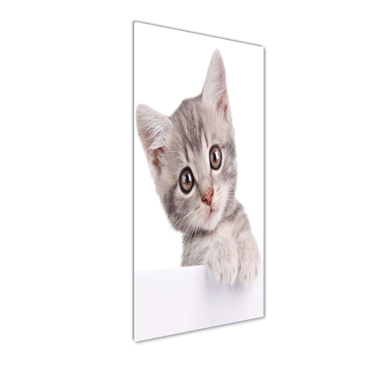 

Foto obraz akrylowy na ścianę Szary kot 50x125cm