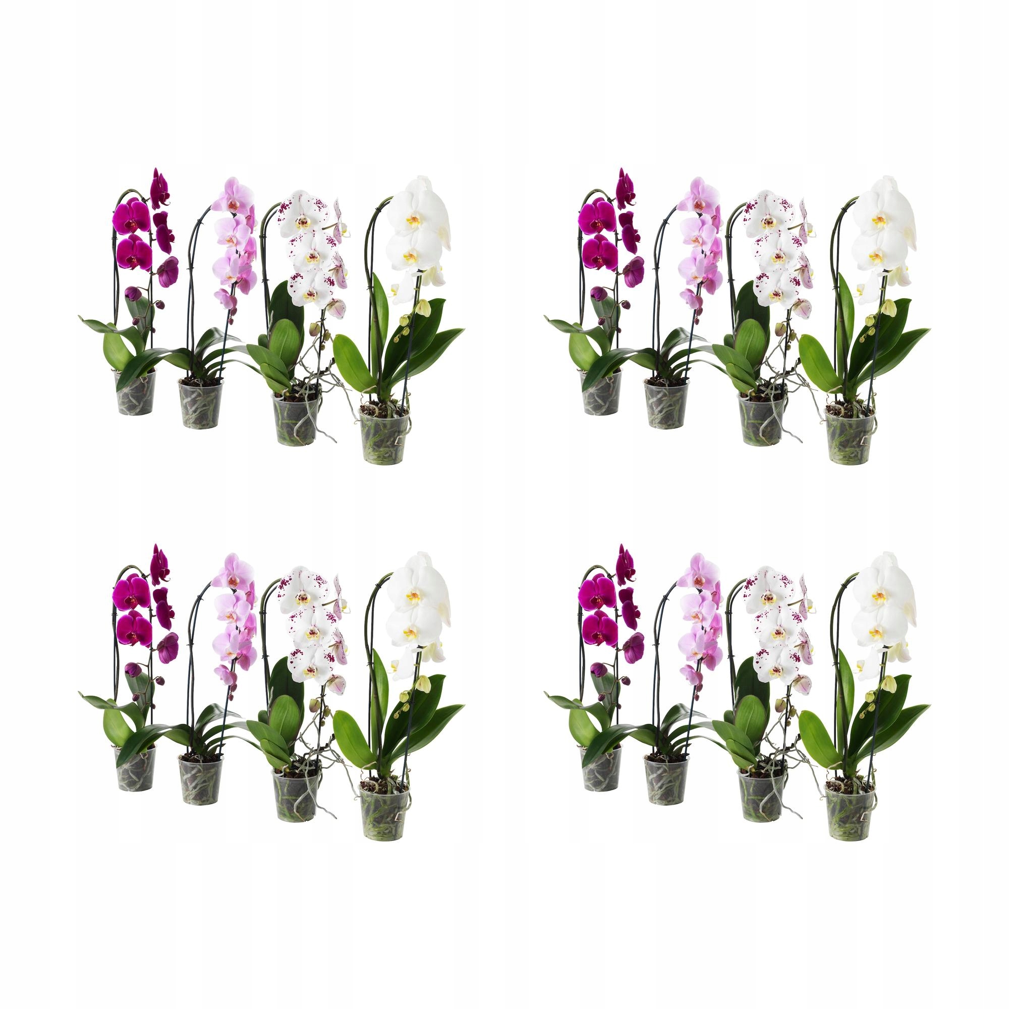 4 ks Orchidej Phalaenopsis Kaskádová 60 cm Květináčová rostlina