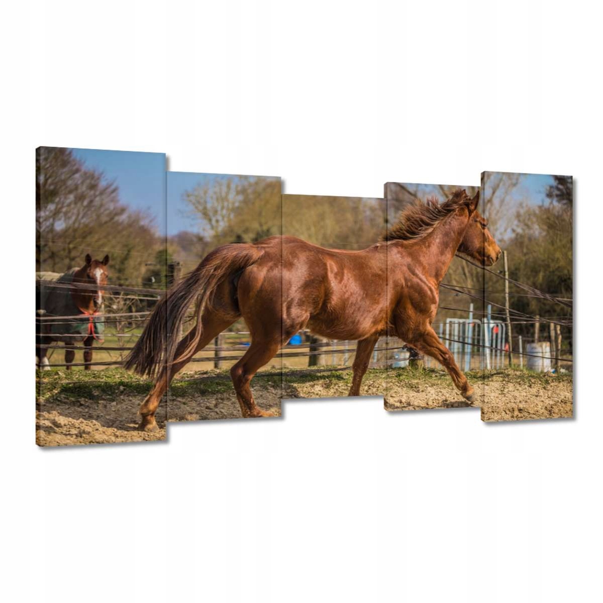 Obrazy 150x80 Kůň Jezdectví