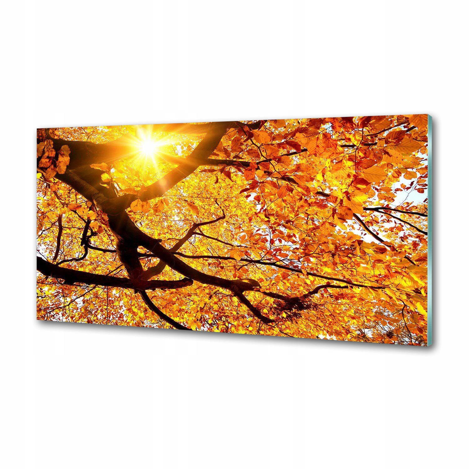 Panel lacobel Koruna stromov jeseň 100x50 cm Lepidlo