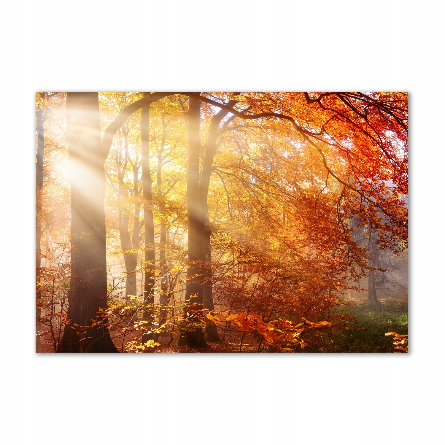 

Foto obraz szkło akrylowy Jesienny las 100x70 cm