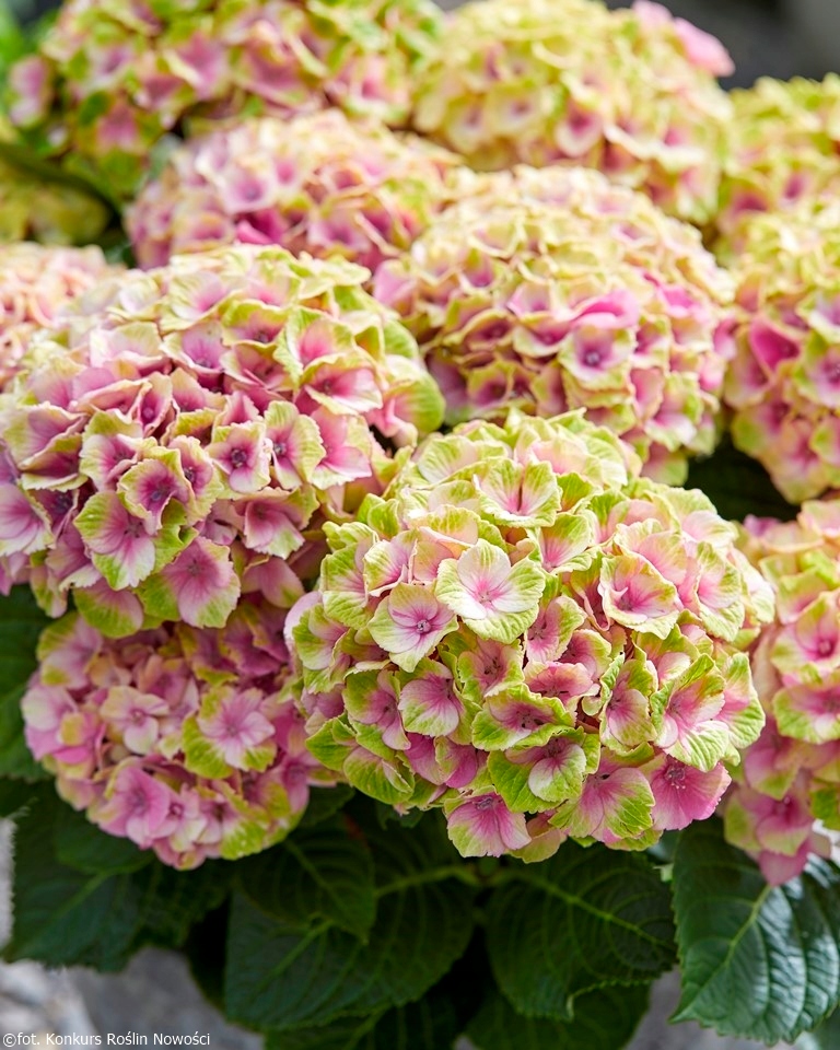 Hortensja ogrodowa Magical DAYDREAM ZMIENIA KOLORY