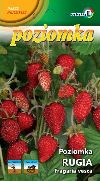 NASIONA Poziomka RUGIA na balkony owoce do mrozów
