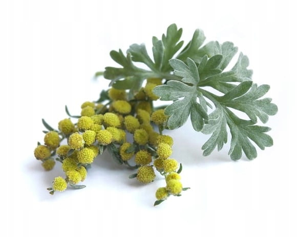 Piołun Equiherbs ziele 500g