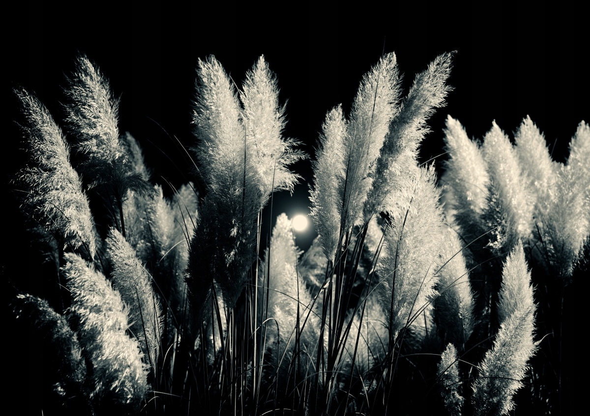 

Tapeta flizelinowa Trzcina Czarny - 208x146