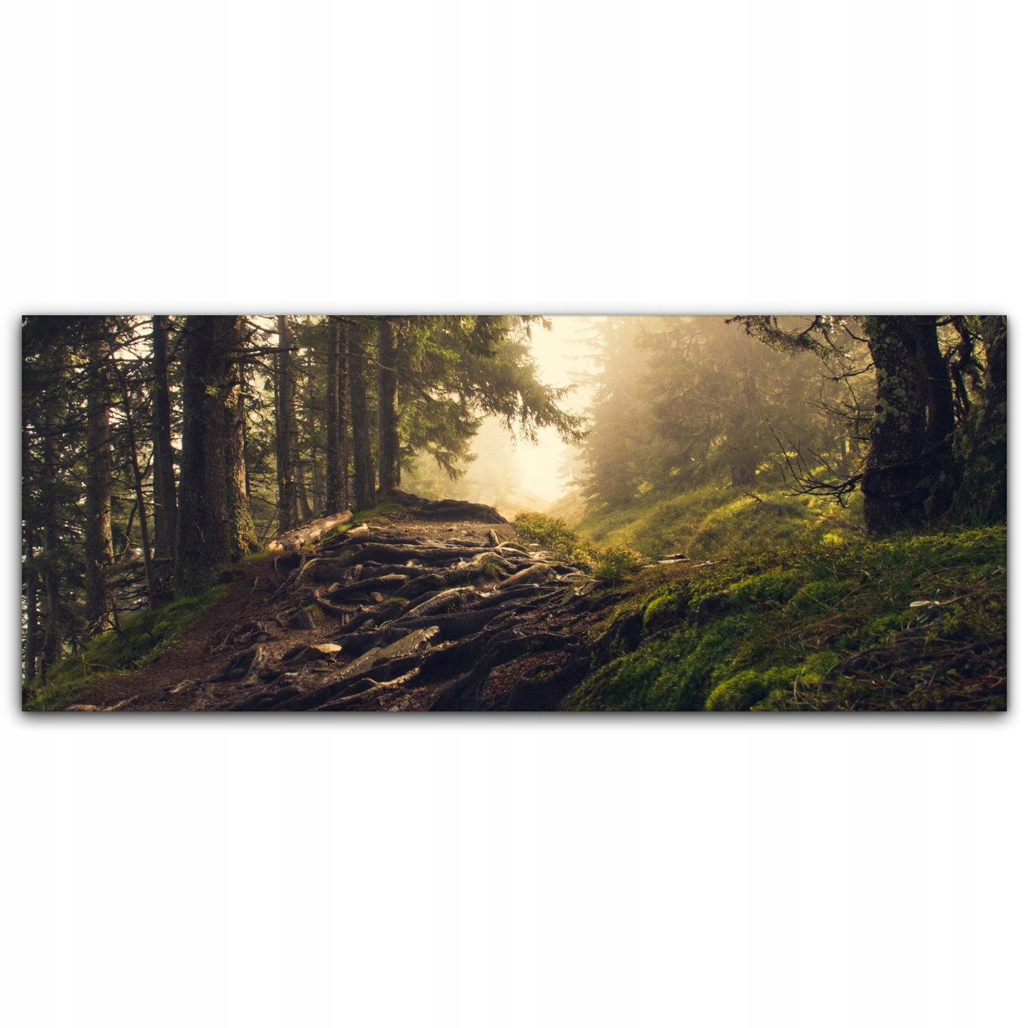 

Obraz na płótnie z foto 125x50 Las Drzewa Natura