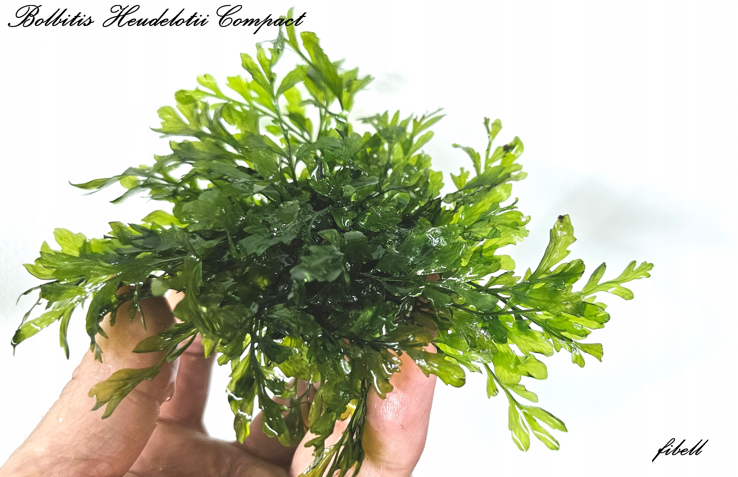 BOLBITIS HEUDELOTII 'COMPACT' – ELEGANCKA PAPROĆ DO NANO - od fibell