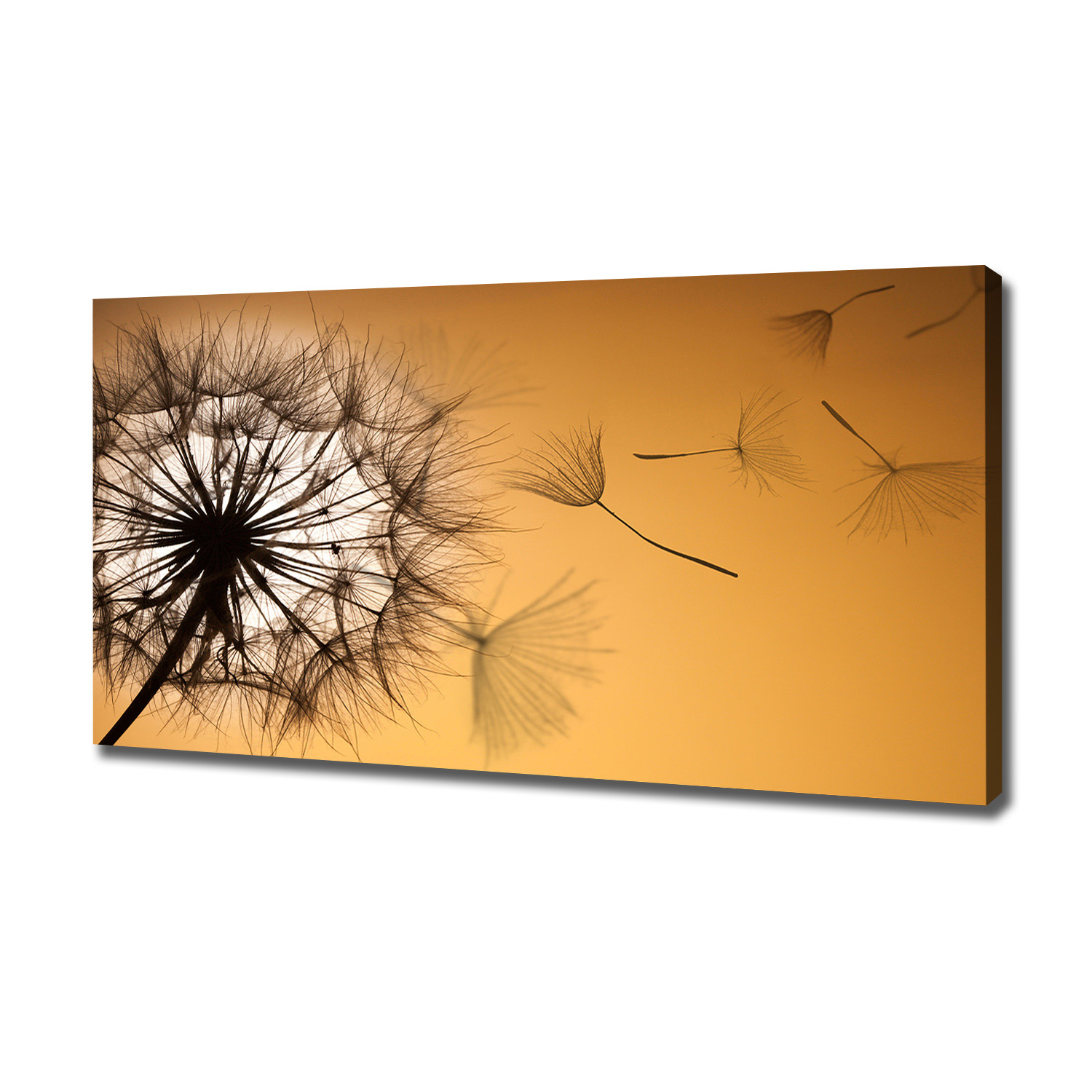 

Foto obraz canvas na ścianę Dmuchawiec 120x60 cm