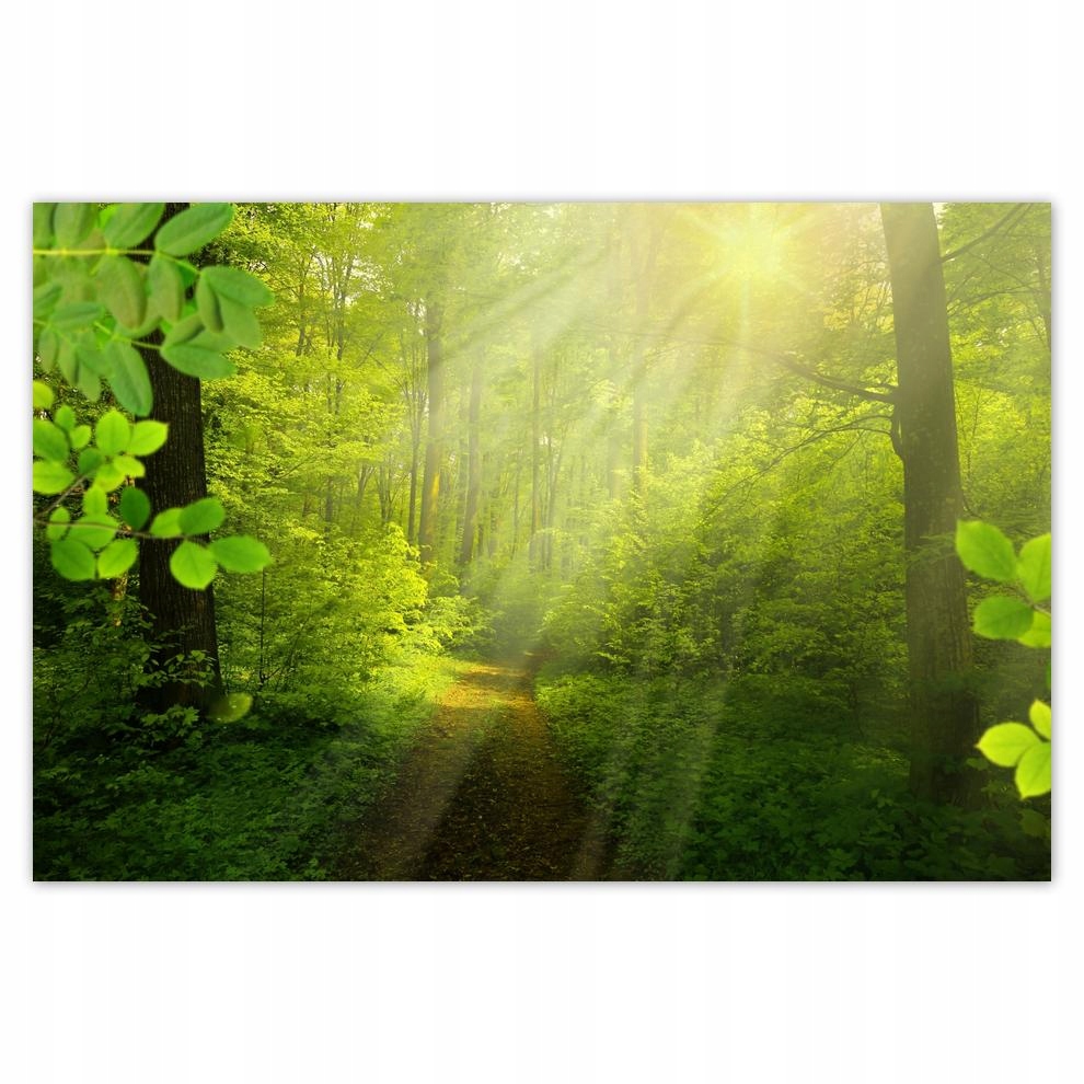 

Plakat 93x62 Magiczny las Promienie
