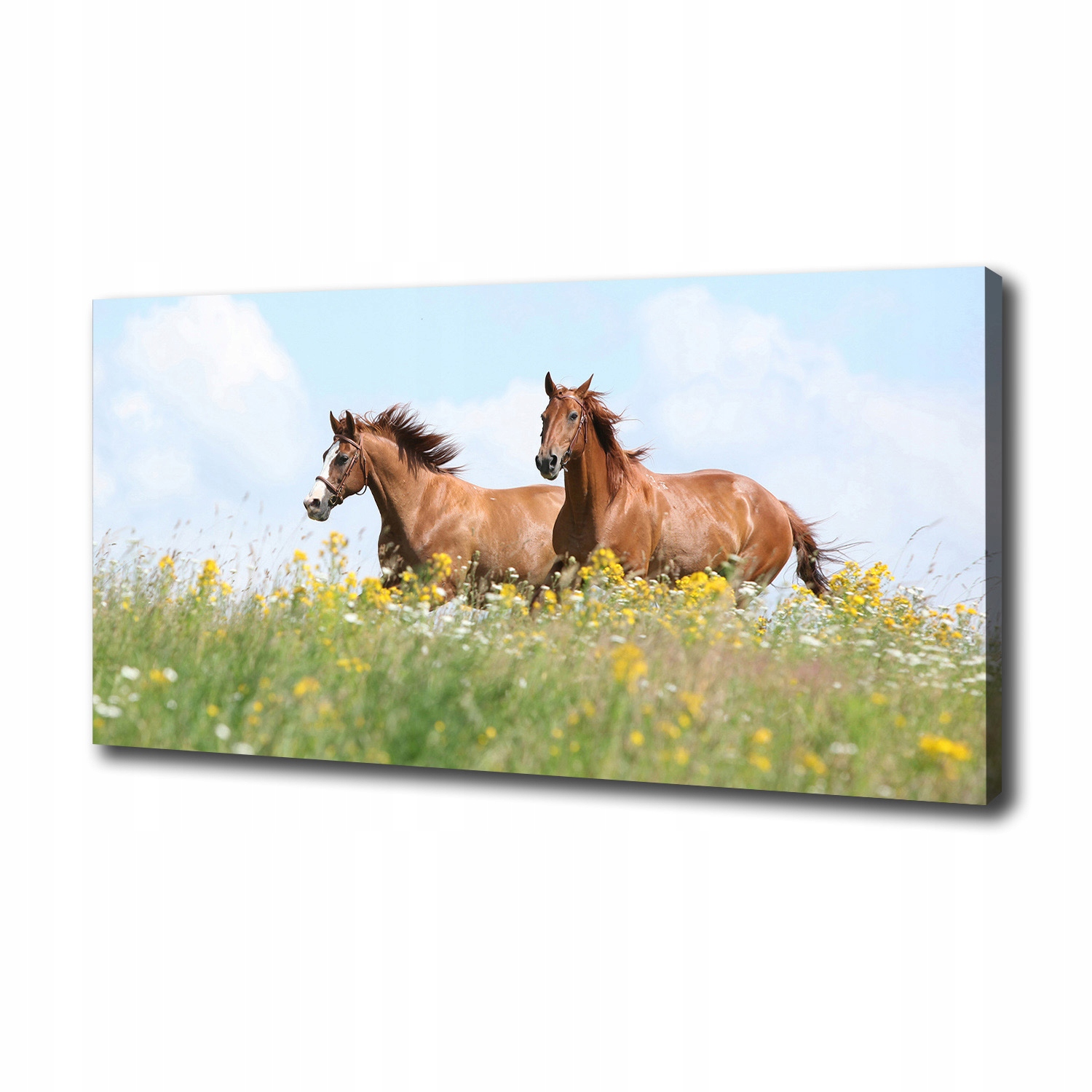 

Foto obraz na płótnie Dwa konie w galopie 100x50cm
