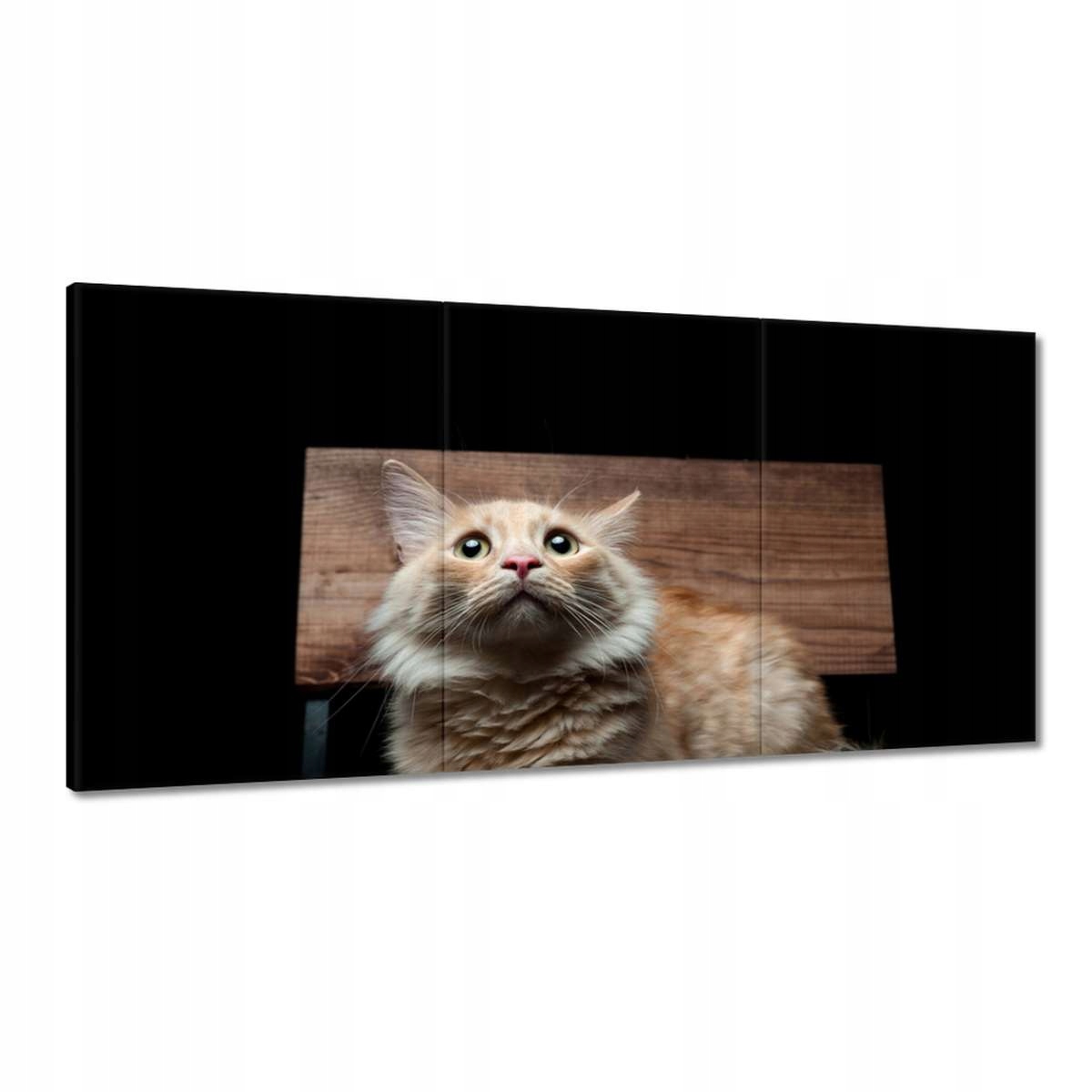 Obrazy 180x90 Portrét červeného mačiatka