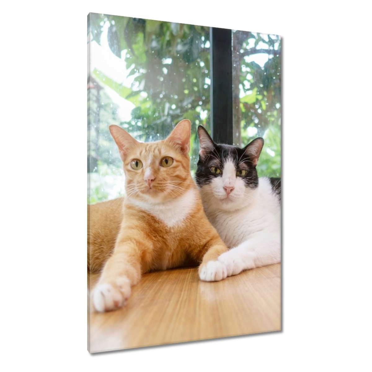 Obrazy 80x120 Kočka Kotě Kočky Kočka