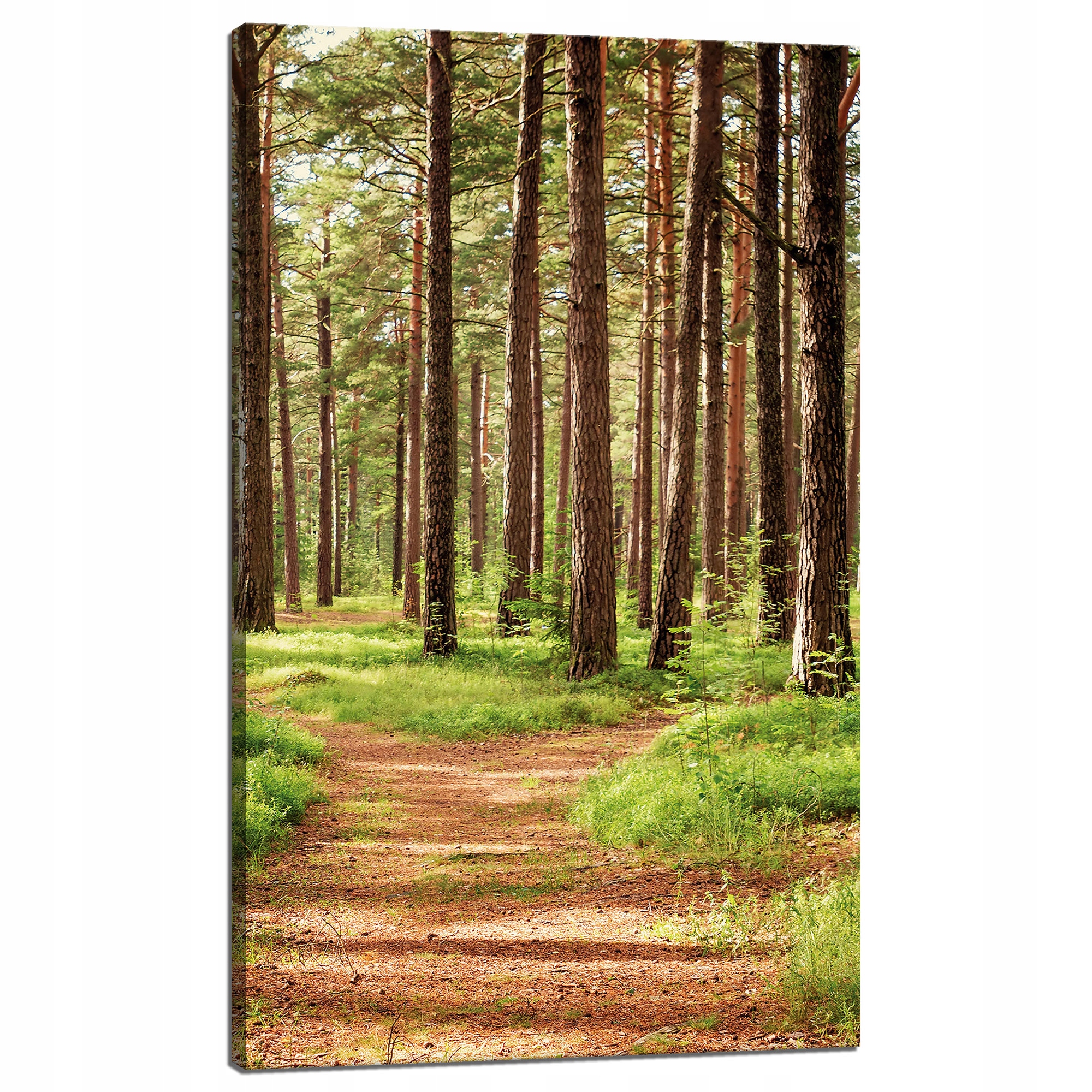 Obraz na plátně Stezka v lese Stromy Příroda 60x100 cm