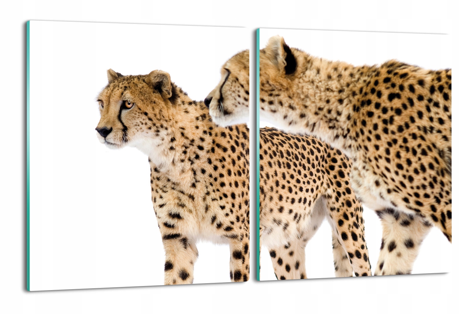 skleněná krytka 2x 40x52 ze skla Gepard pár kočka