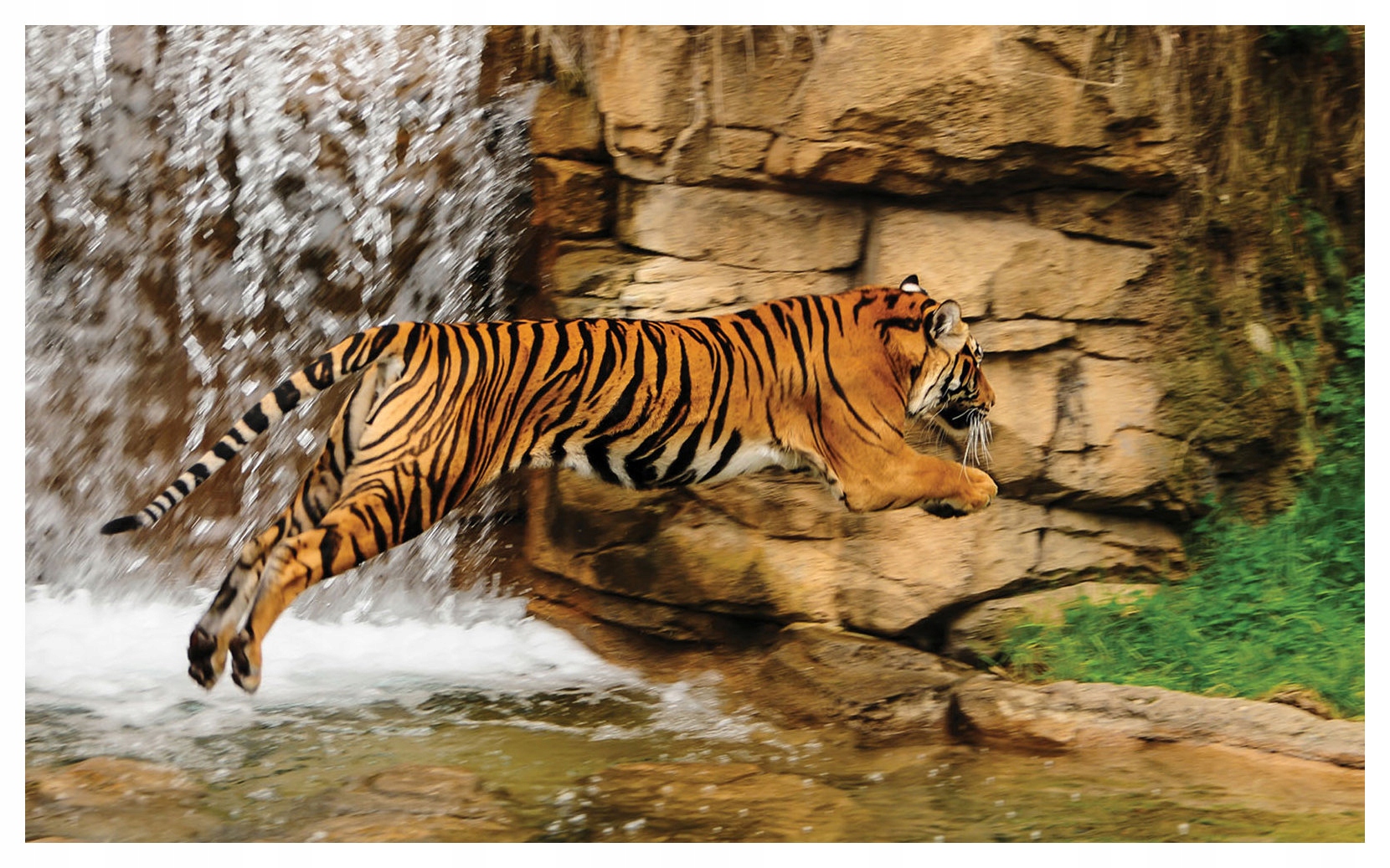 Fototapeta flizelina Skok tygra a energie vodopádu příroda 312x219 lepidlo