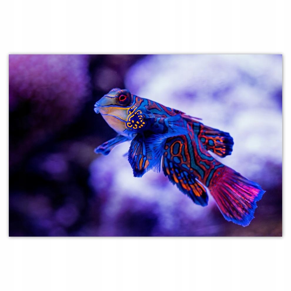 

Plakaty 60x40 Zwierzęta Zwierzątka