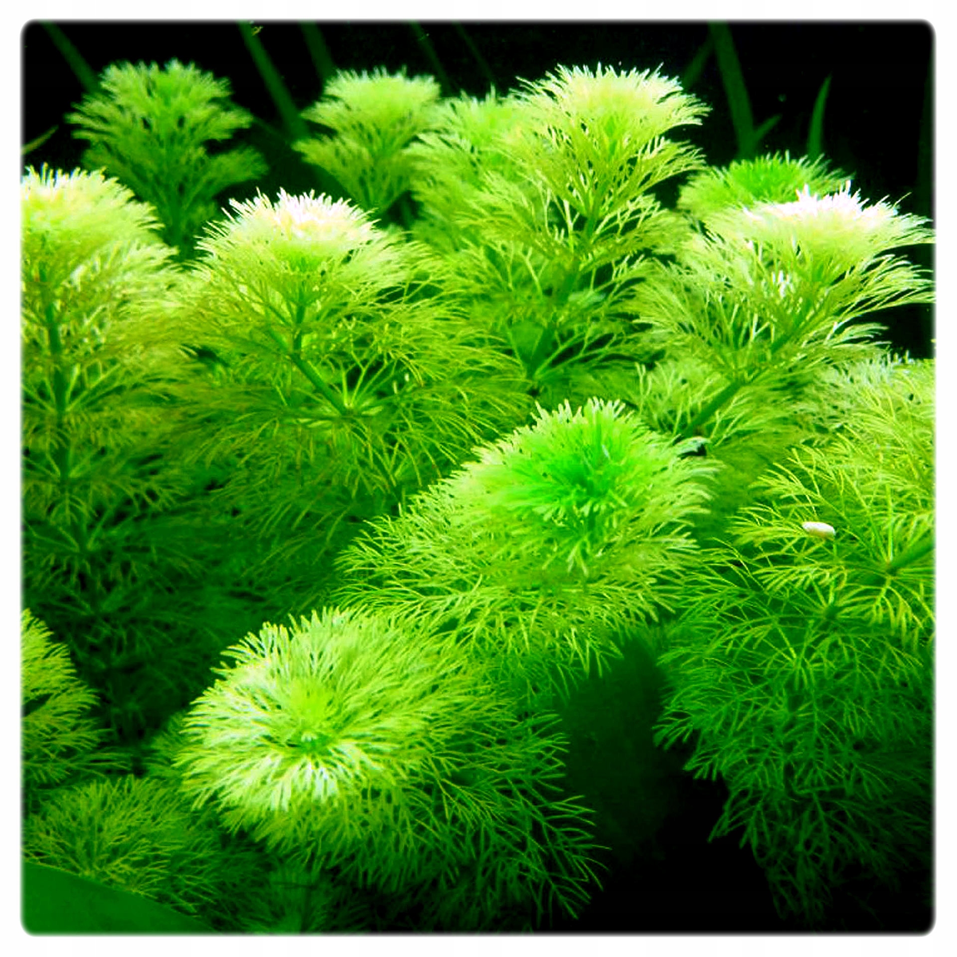 ZESTAW ŁATWYCH ROŚLIN DO AKWARIUM + PĘSETA GRATIS Szerokość minimalna 1 cm