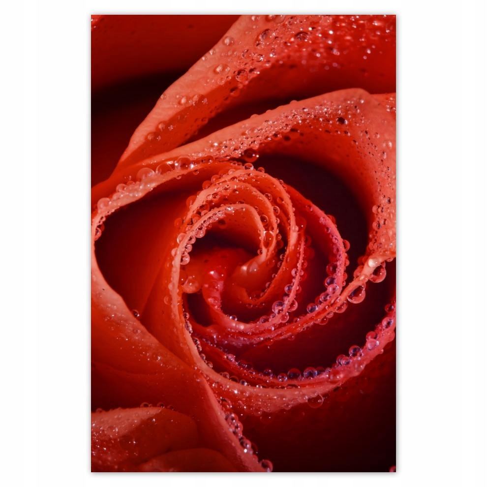

Plakat 62x93 Krople rosy na róży