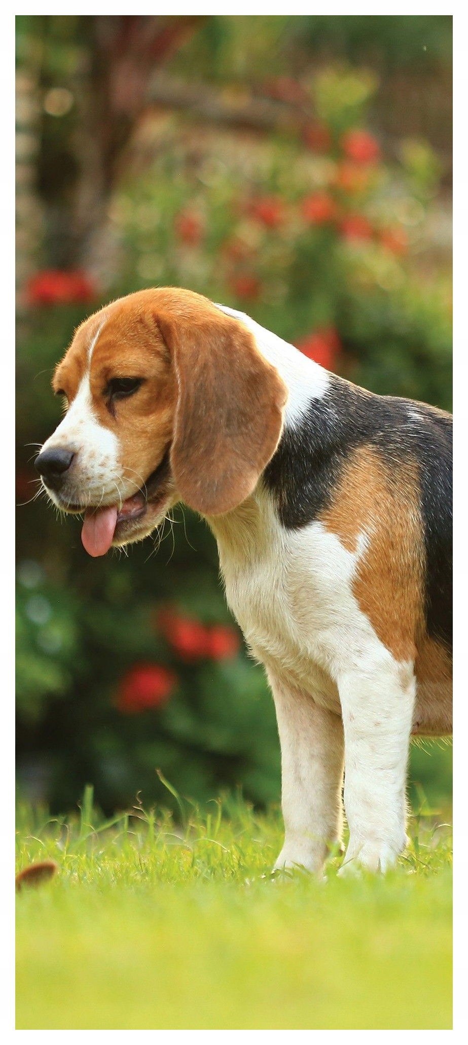 Samolepka Fototapeta Bígl Radostný přítel na zdi 91x211