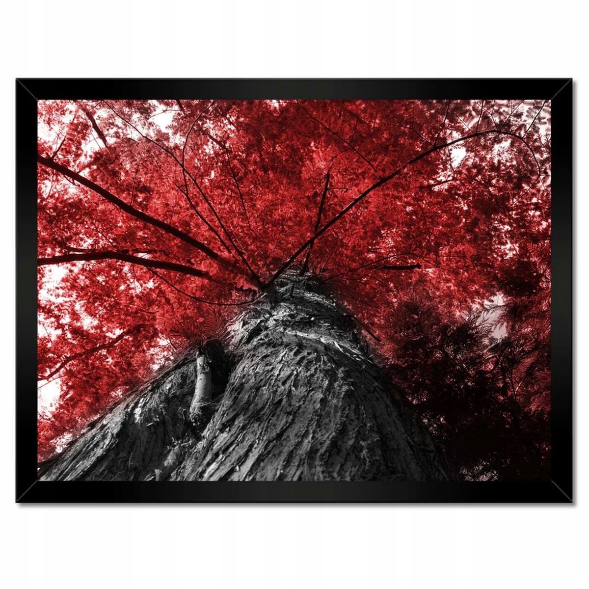 Plakáty v rámu 40x30 Sekvoja Vysoký strom