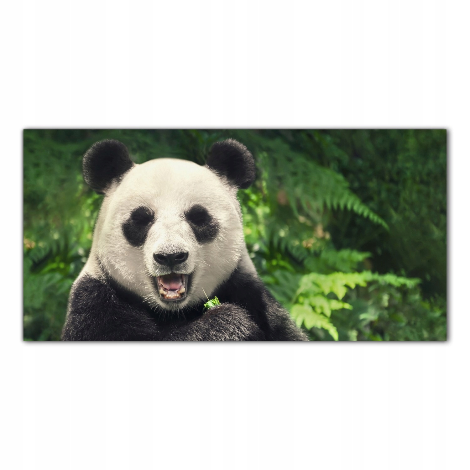 

Obraz Szklany Foto-obraz Chiny Wielka Panda 120x60