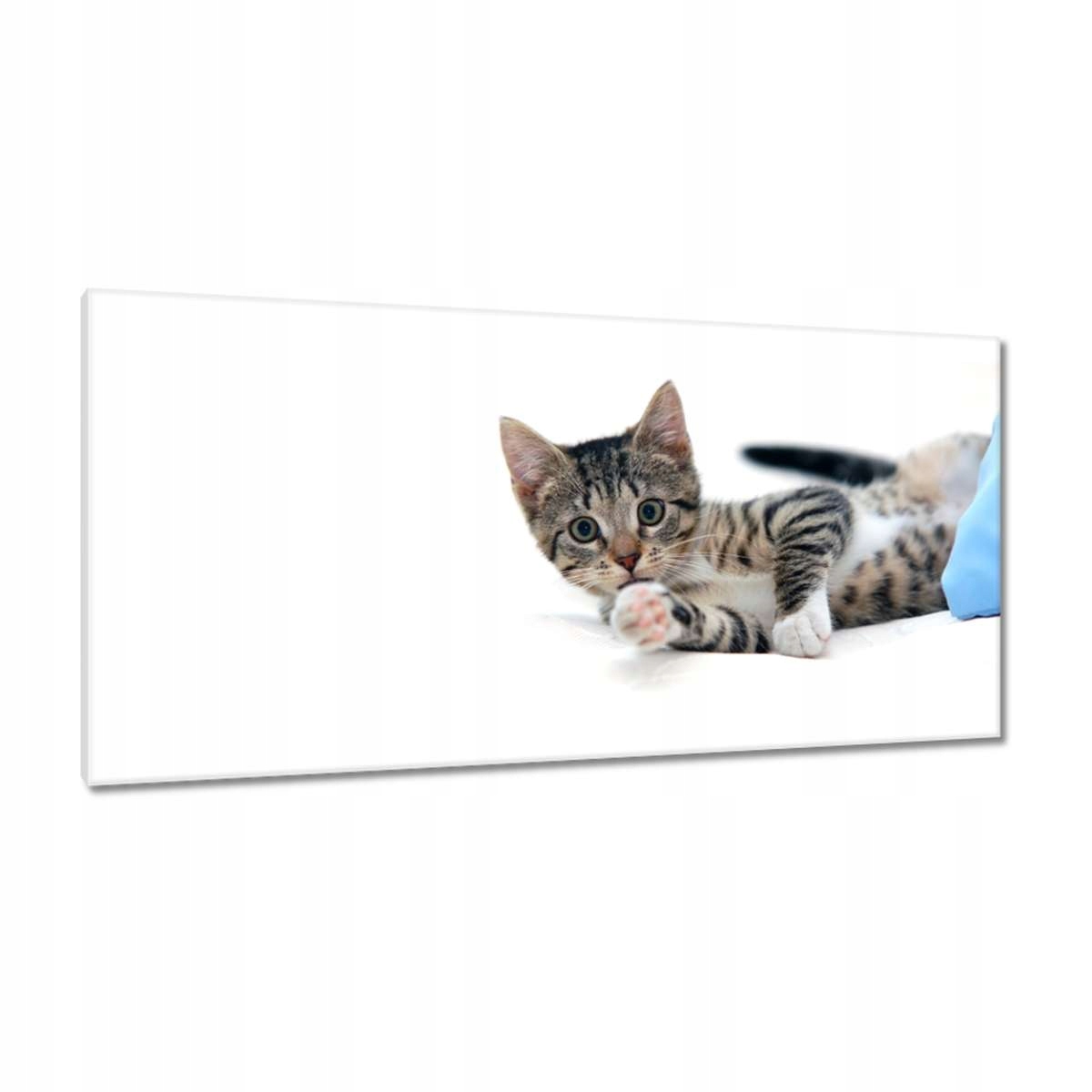 Obrazy 115x55 Kočička Kočky Kicia